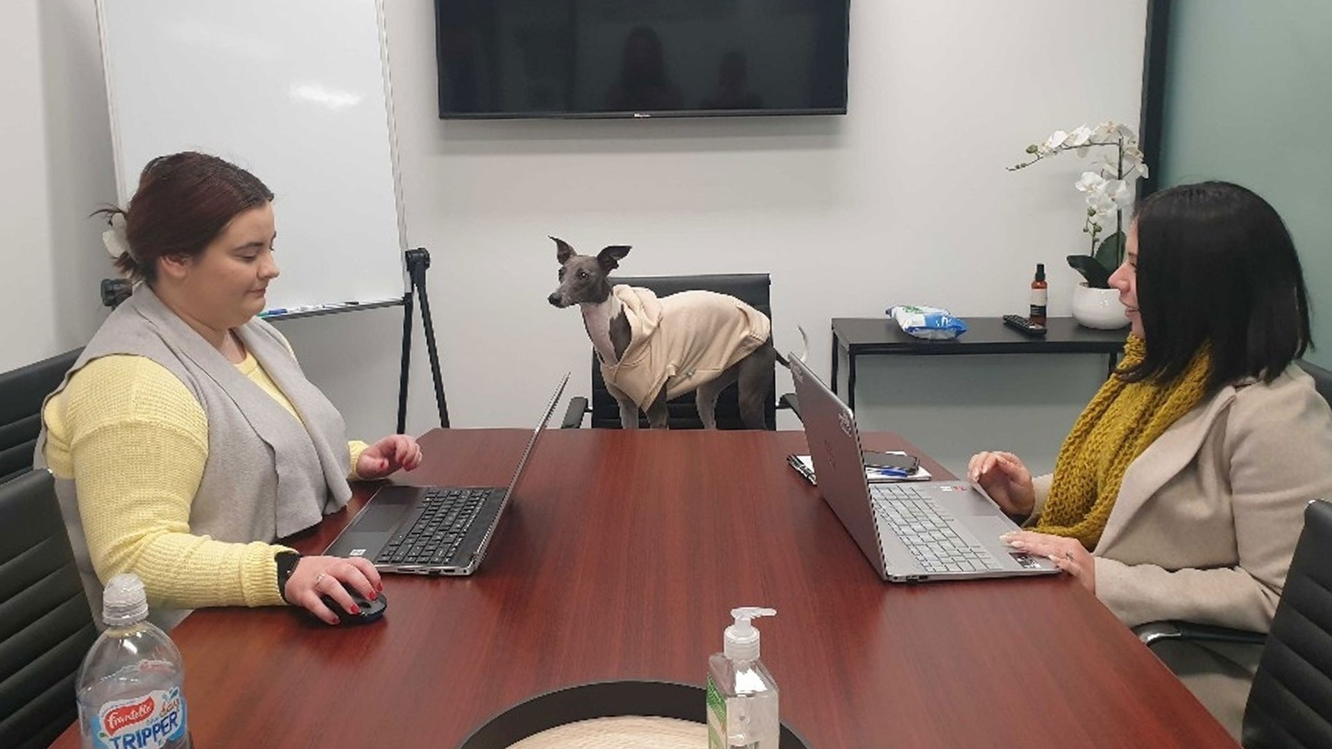 Careerlink People Solutions - Office dog Pippa