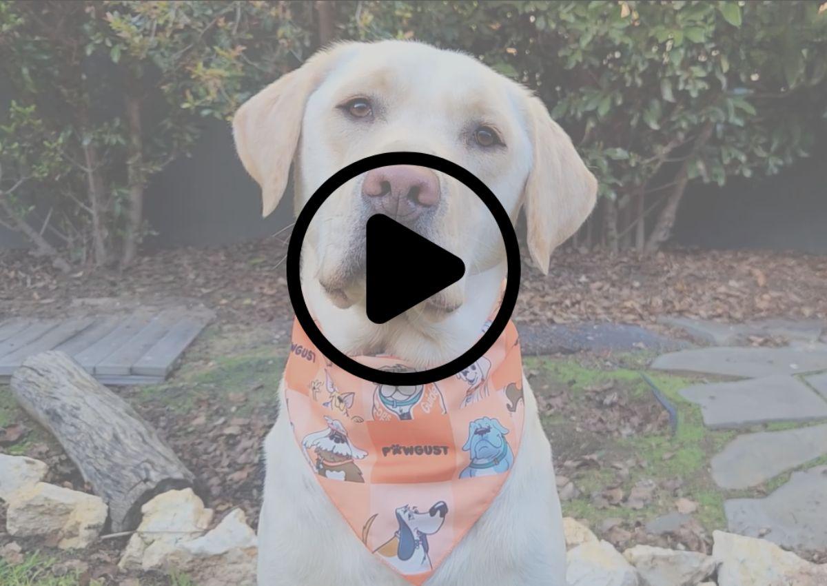 Guide Dogs