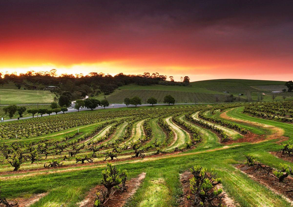 Vineyard 1200x850